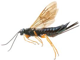   Sirex cyaneus  female lateral habitus; photo by H. Goulet, CNC 
